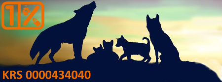 Forum Fundacji Husky Adopcje Strona Główna